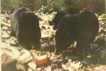 Les ours